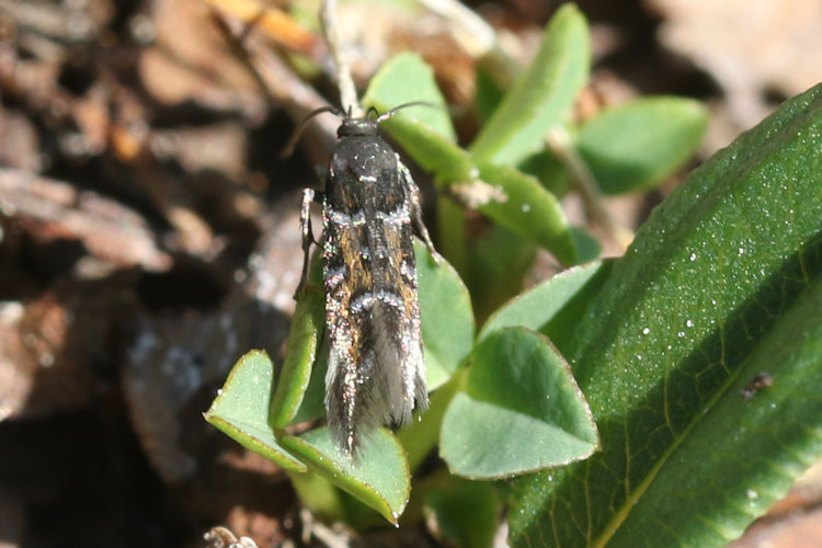 Pancalia schwarzella: Bild 6