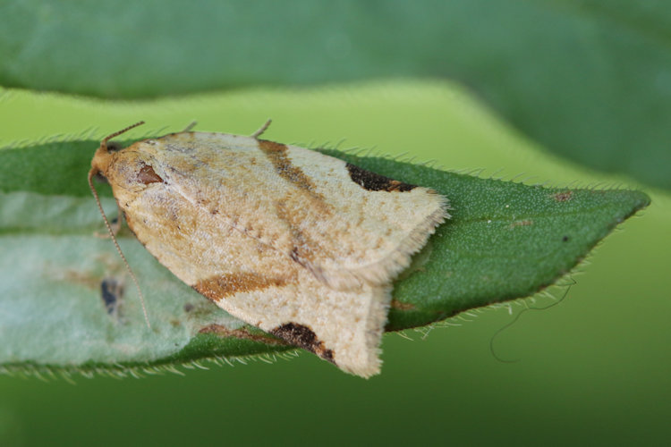 Paramesia gnomana: Bild 2