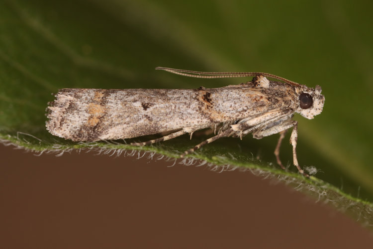 Pempelia palumbella: Bild 15