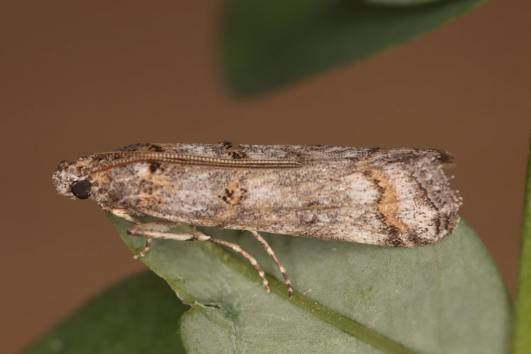 Pempelia palumbella: Bild 16