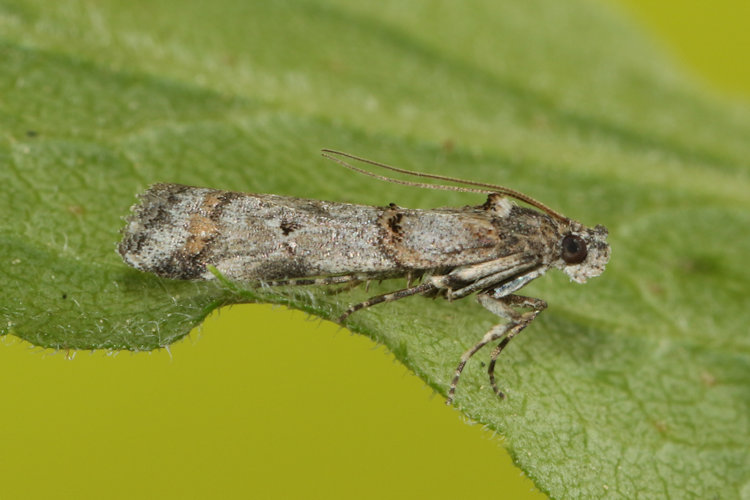 Pempelia palumbella: Bild 17