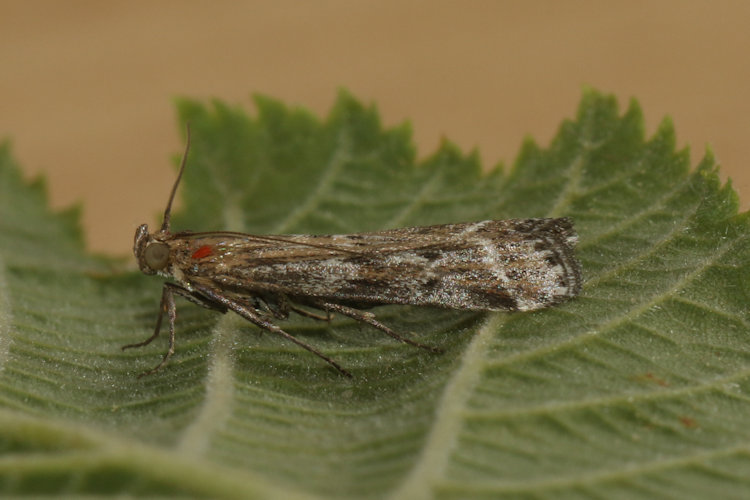 Pempeliella ornatella: Bild 5