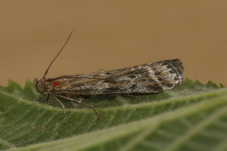 Pempeliella ornatella: Bild 6