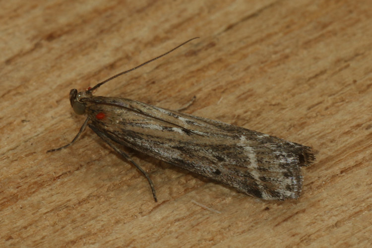 Pempeliella ornatella: Bild 7