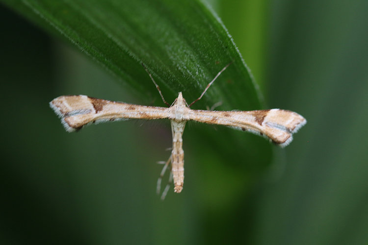 Platyptilia gonodactyla: Bild 8