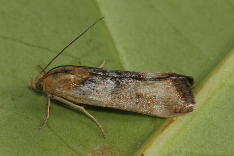 Pterothrixidia rufella: Bild 3
