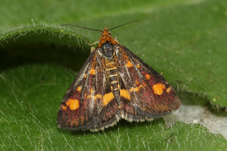 Pyrausta aurata: Bild 5