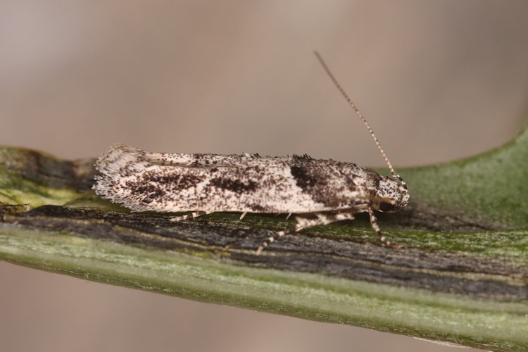 Recurvaria nanella: Bild 4