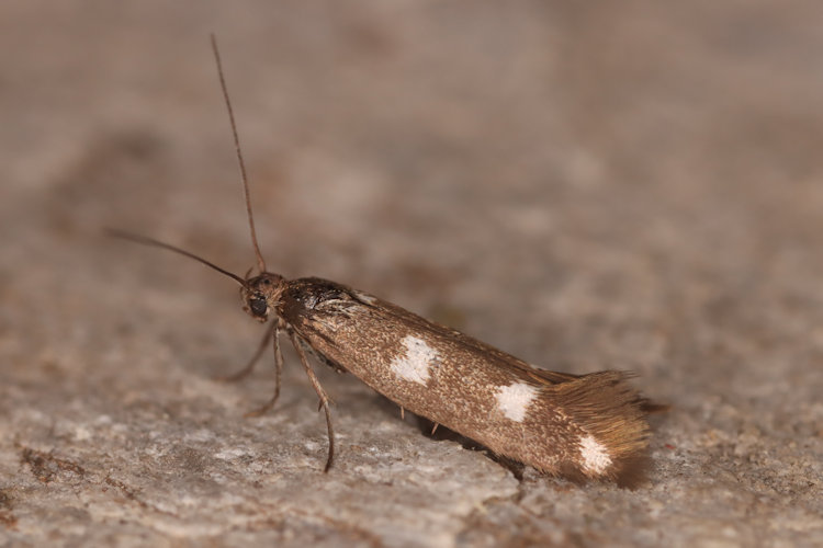 Scythris scopolella: Bild 3