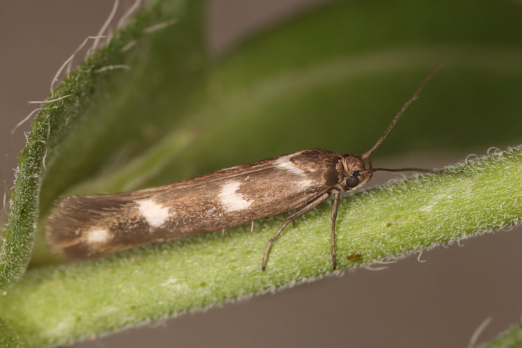 Scythris scopolella: Bild 4