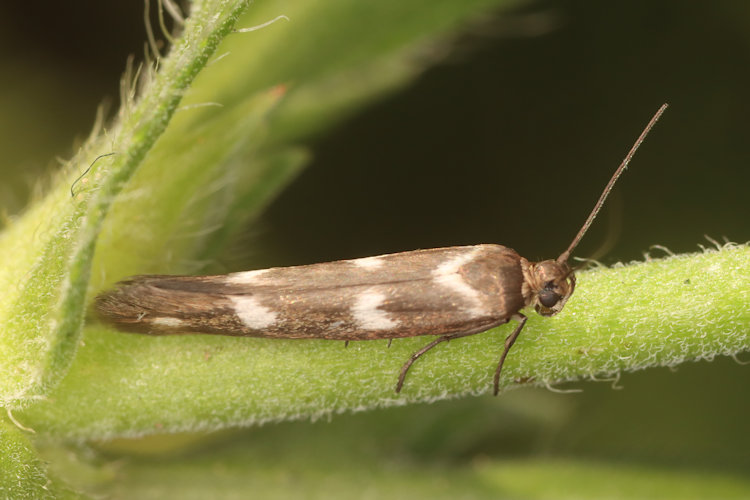 Scythris scopolella: Bild 5