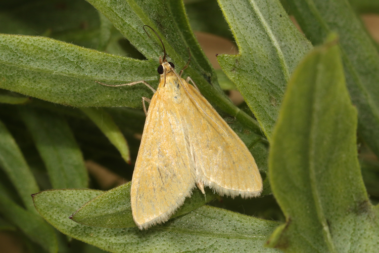 Sitochroa verticalis: Bild 11