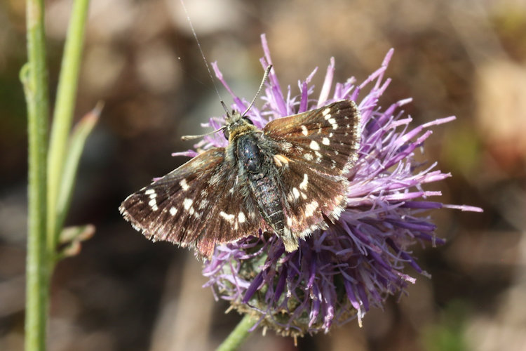 Spialia sertorius: Bild 3