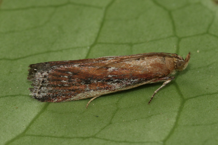 Uncinus obductella: Bild 2