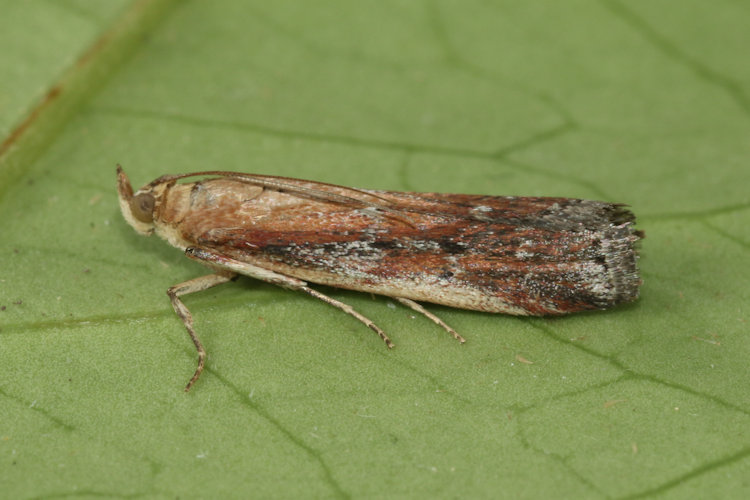 Uncinus obductella: Bild 3