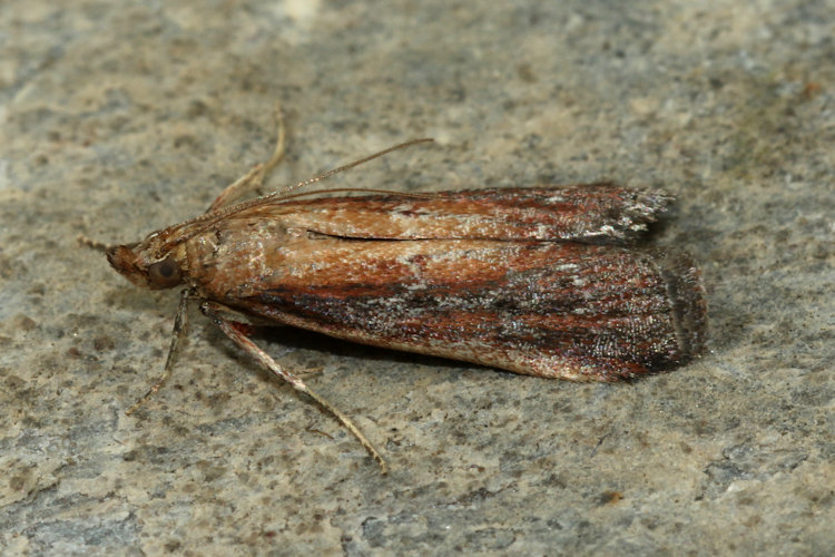 Uncinus obductella: Bild 4