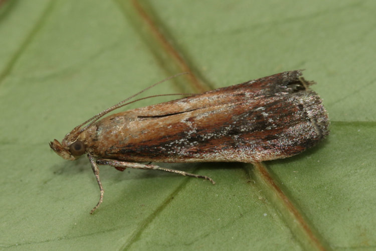 Uncinus obductella: Bild 5