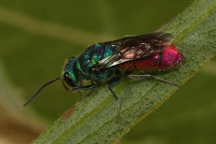 Chrysis terminata / ignita: Bild 6