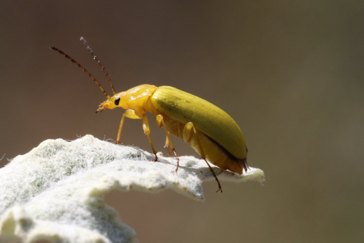 Cteniopus sulphureus: Bild 2