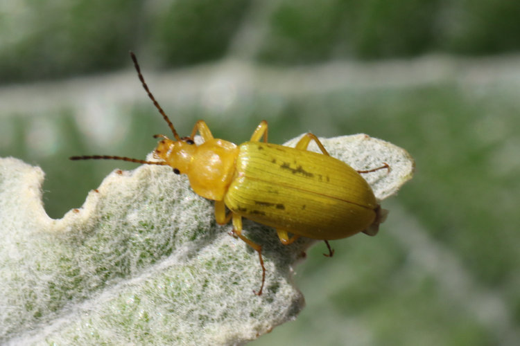 Cteniopus sulphureus: Bild 3