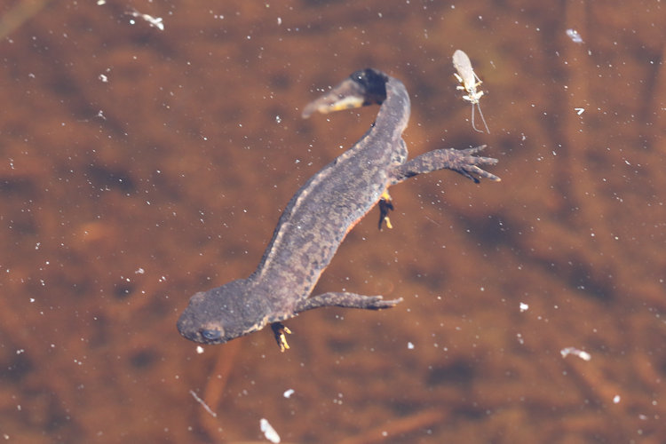 Mesotriton alpestris: Bild 4