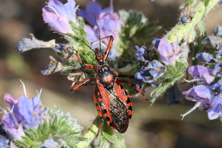 Rhynocoris iracundus: Bild 3