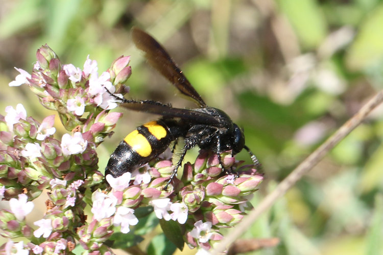 Scolia hirta: Bild 7