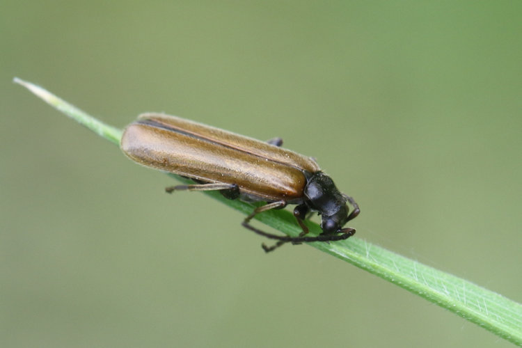 Rhagonycha nigripes: Bild 1