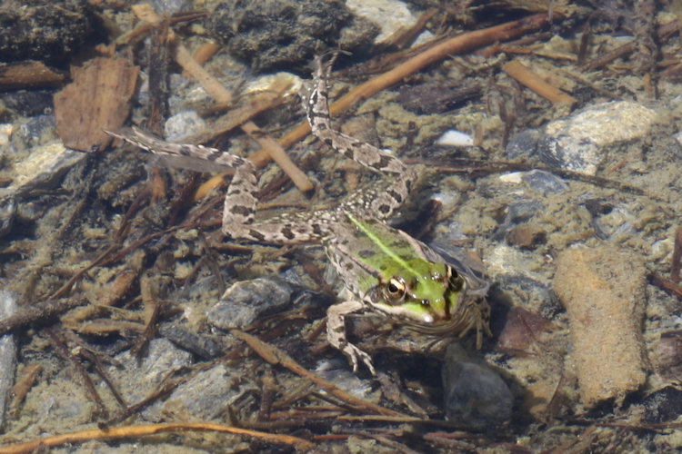 Pelophylax ridibundus: Bild 27