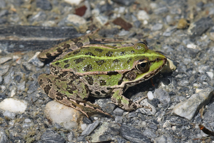 Pelophylax ridibundus: Bild 28