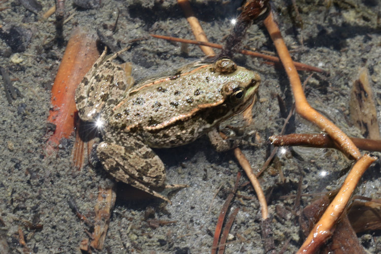 Pelophylax ridibundus: Bild 29