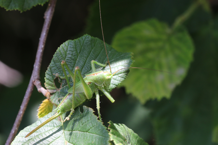 Tettigonia viridissima: Bild 1