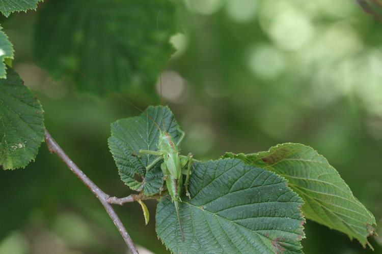 Tettigonia viridissima: Bild 2