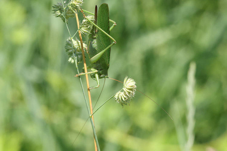 Tettigonia viridissima: Bild 3
