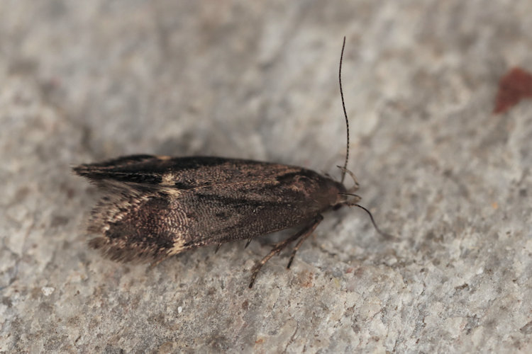 Aproaerema patruella: Bild 1
