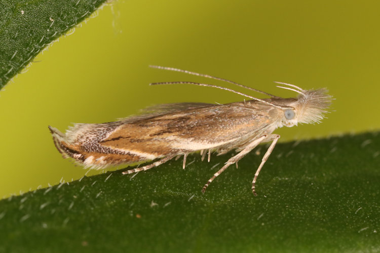 Sophronia sicariellus: Bild 1