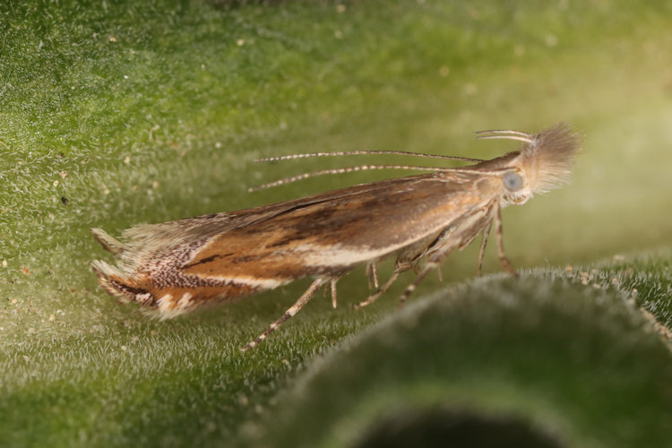Sophronia sicariellus: Bild 2