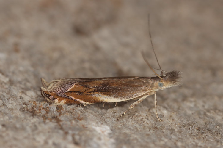 Sophronia sicariellus: Bild 3