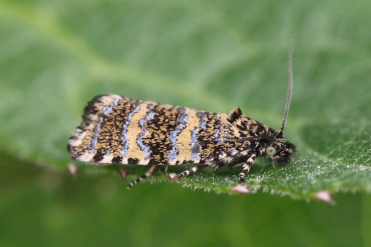 Phiaris scoriana: Bild 1