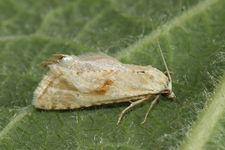 Cochylimorpha alternana: Bild 1