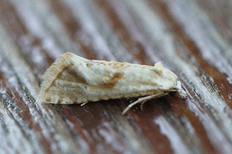 Cochylimorpha alternana: Bild 2