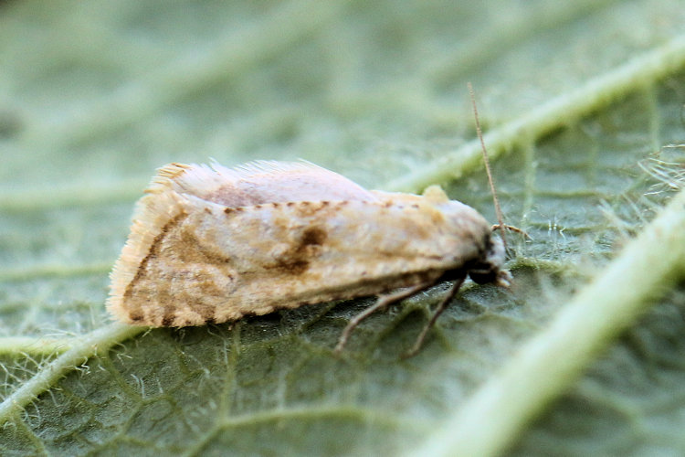 Cochylimorpha alternana: Bild 3