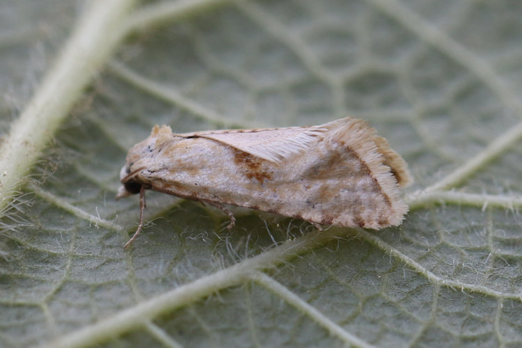 Cochylimorpha alternana: Bild 4