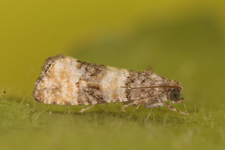 Piniphila bifasciana: Bild 1