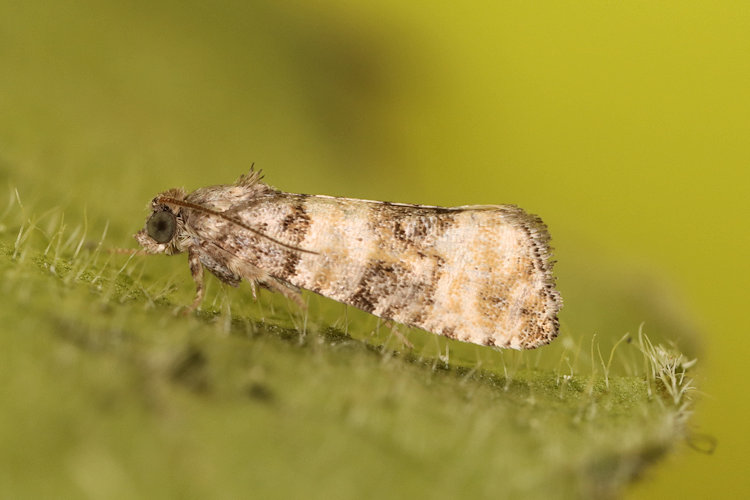 Piniphila bifasciana: Bild 2