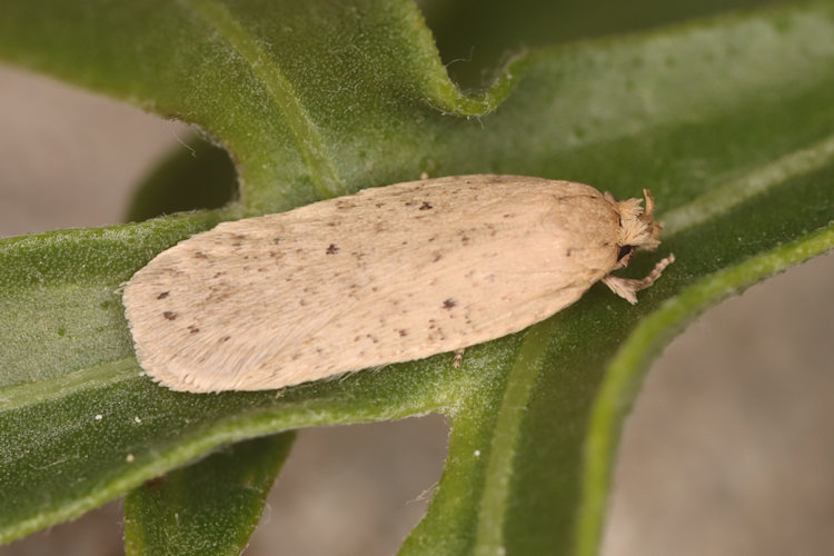 Agonopterix rotundella: Bild 1