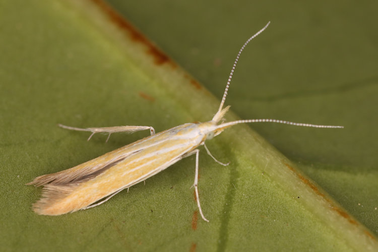 Coleophora coronillae: Bild 1