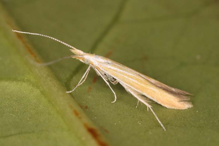 Coleophora coronillae: Bild 2