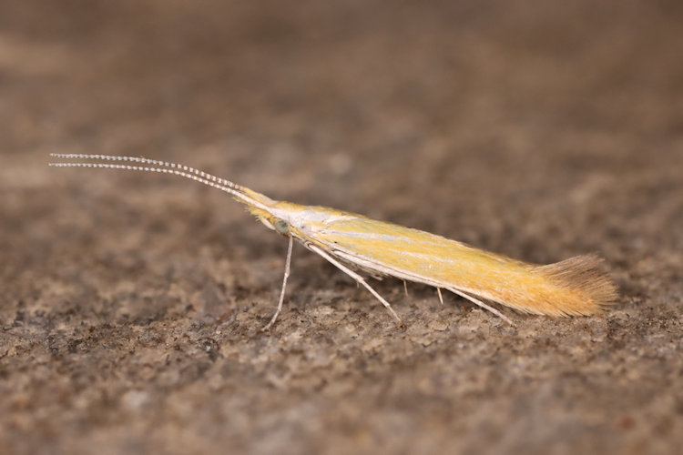 Coleophora coronillae: Bild 3