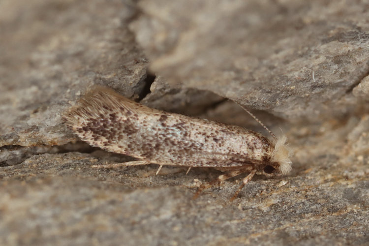 Tineidae sp.4: Bild 1